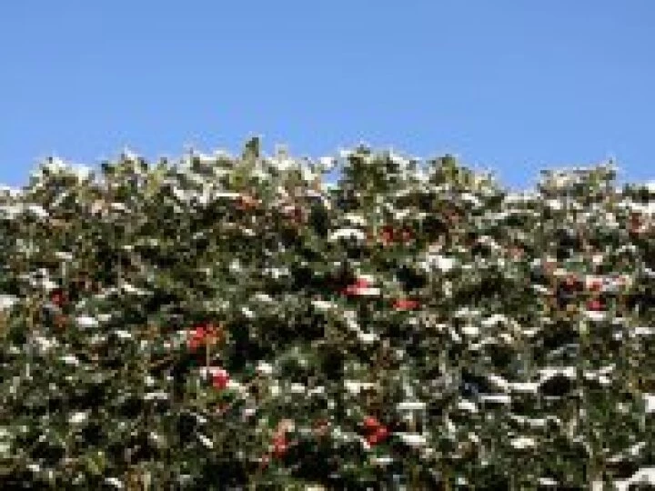 Holly