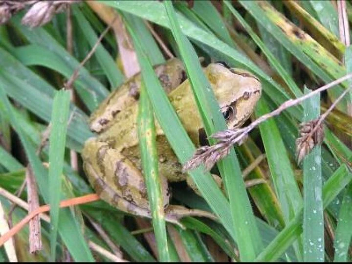 Frog