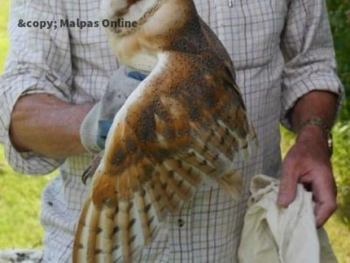 barn owl 4