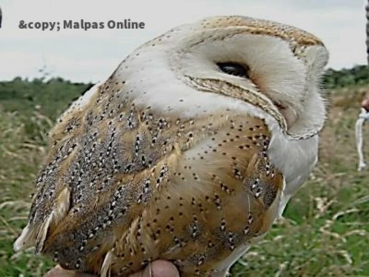 barn owl 1