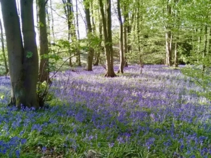 bluebells SB