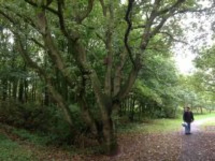 Grogan's Walk3