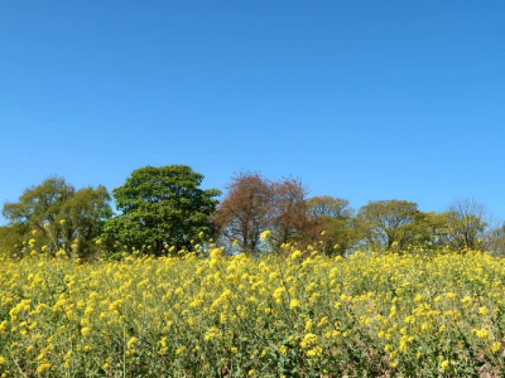 Yellow 1