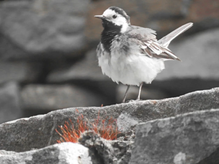 pied_wagtail