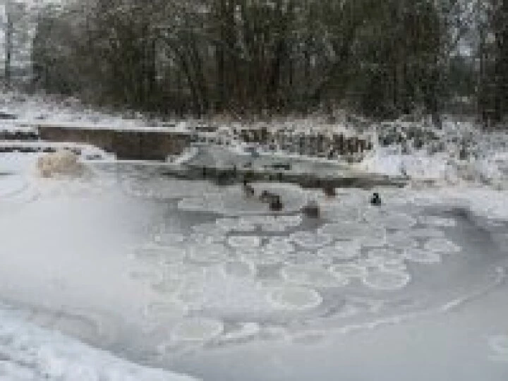 Ice lilypads – Christmas 2010 