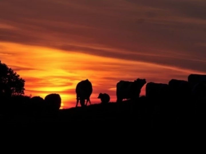 Local Sunset