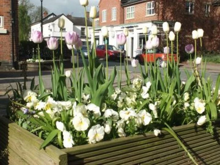 Spring Flowers