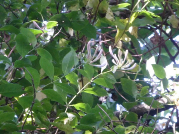Honeysuckle (1)