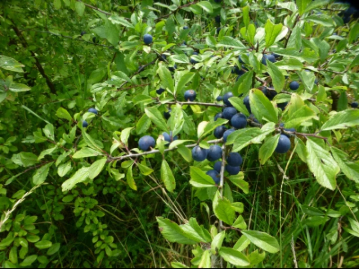 Damsons
