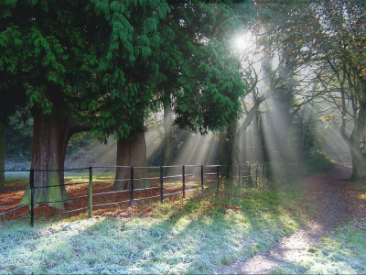 dappled woodland