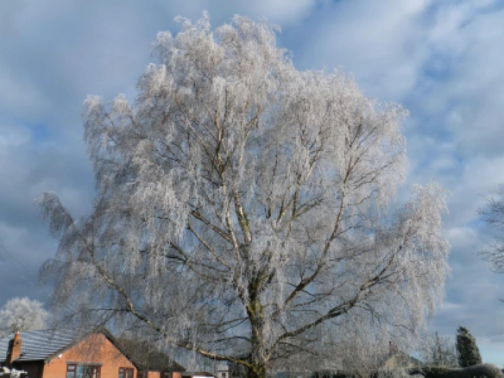 Frosty Audlem