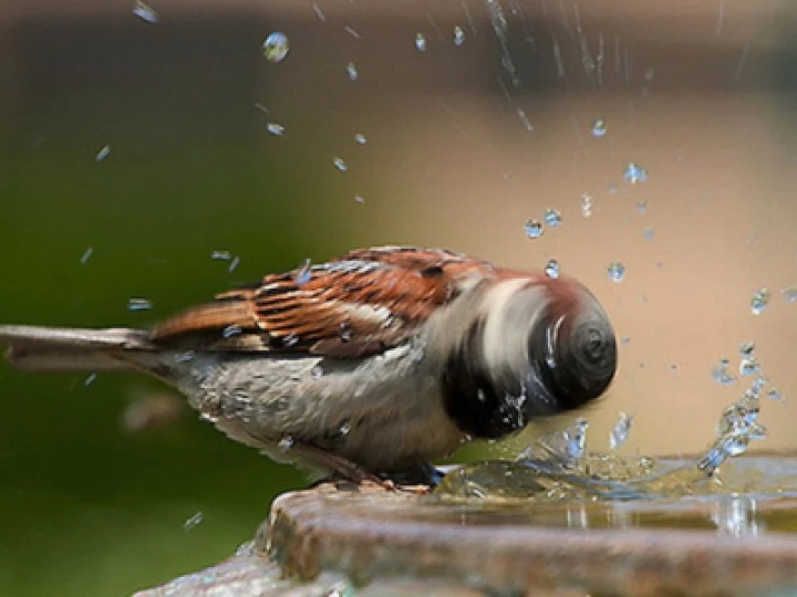 House Sparrow