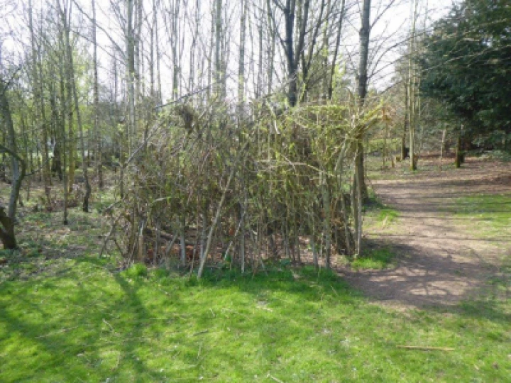 Willow House