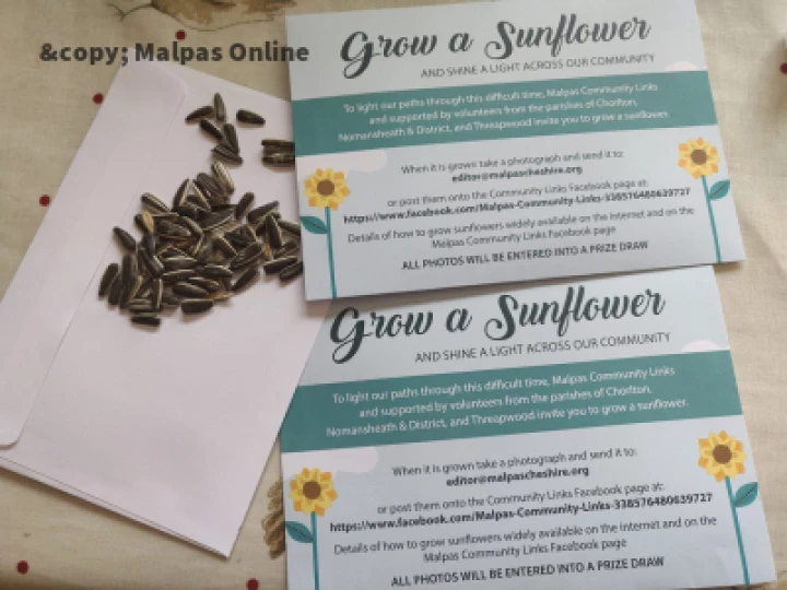 Grow a Sunflower