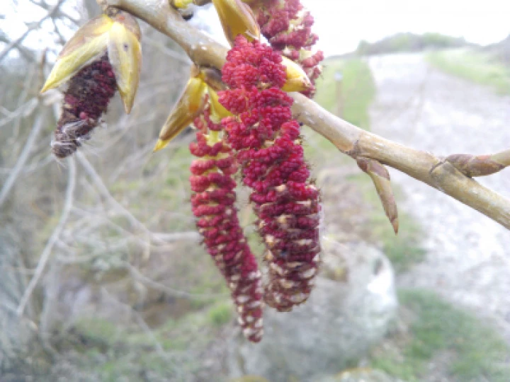 Black poplar Male Catkins