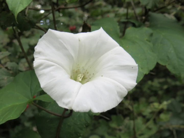 Woodland Walk Sept 21 Bindweed