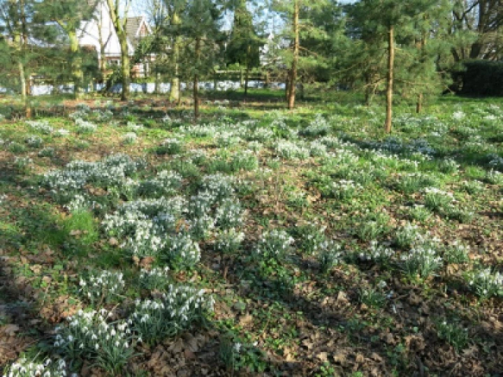 Snowdrops 2022 6