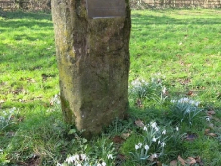 Snowdrops 2022 3