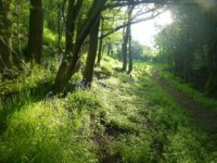 Bluebell wood