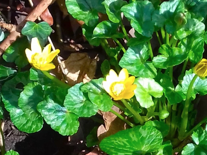 Signs of Spring