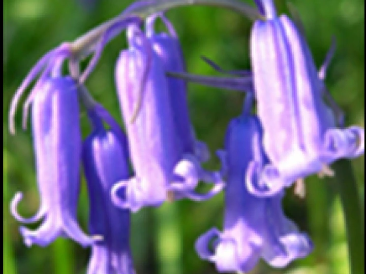 Bluebell