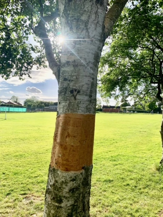 botnical vandalism tree 3 2