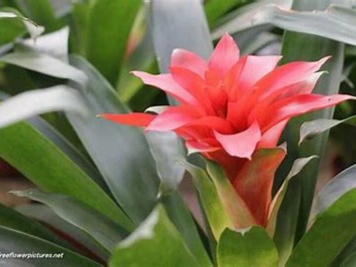 bromeliad