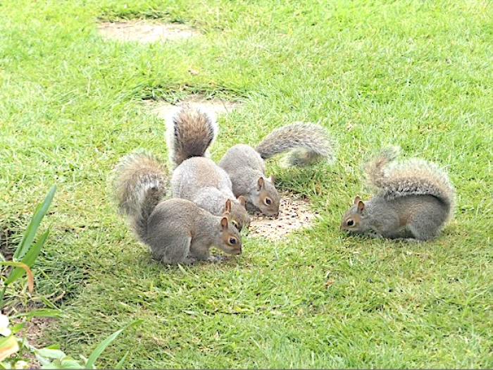 buffet breakfast for squirrels