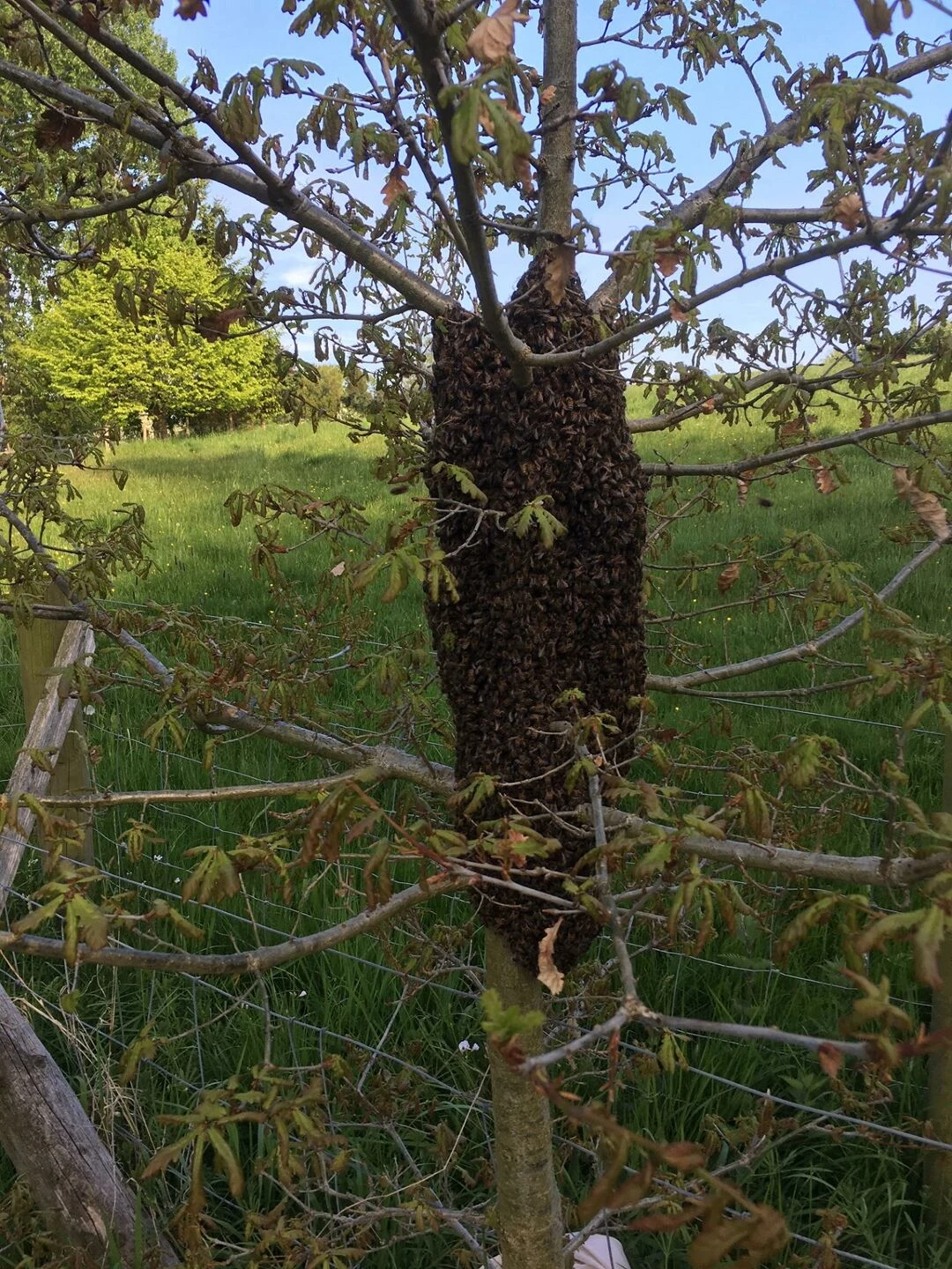 burland swarm