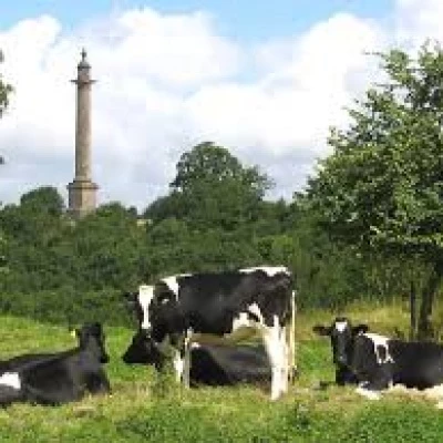 burton pynsent monument cows