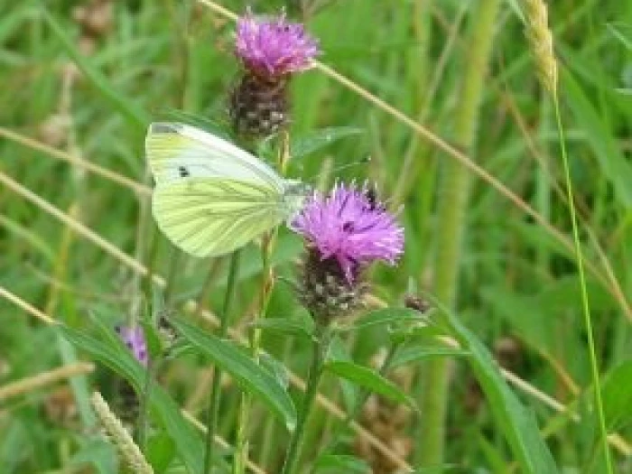 butterfly on flower