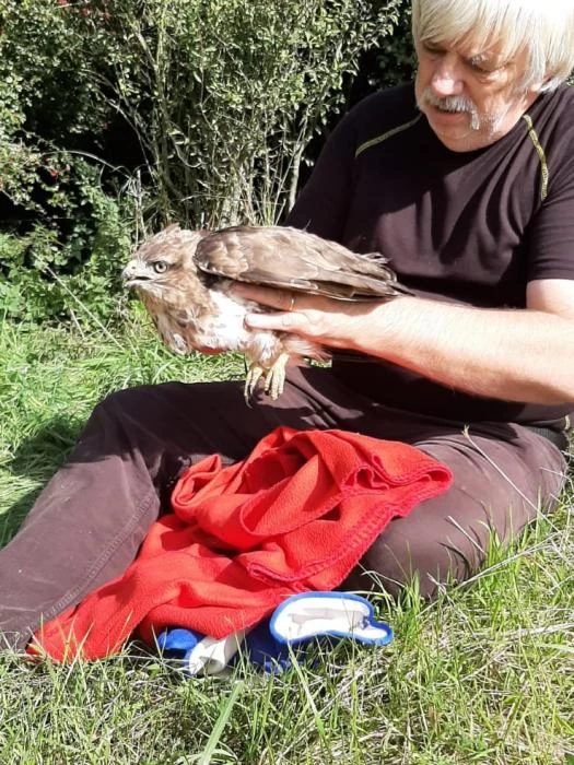 buzzard image 2019 09 17