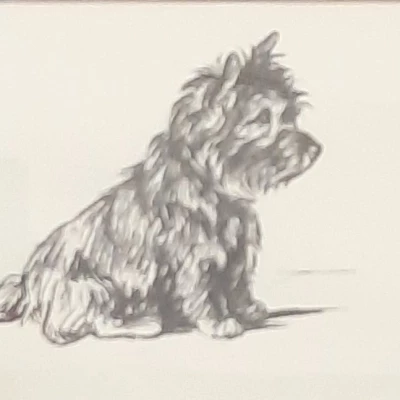 cairn terrier