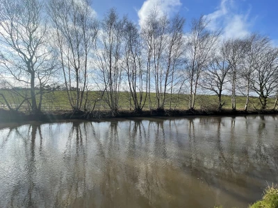 canal tree reflections
