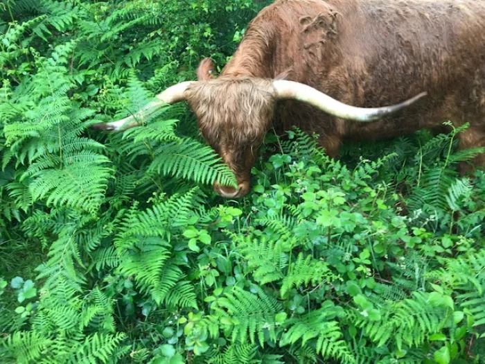 cattle 1