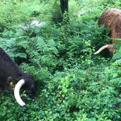cattle 3