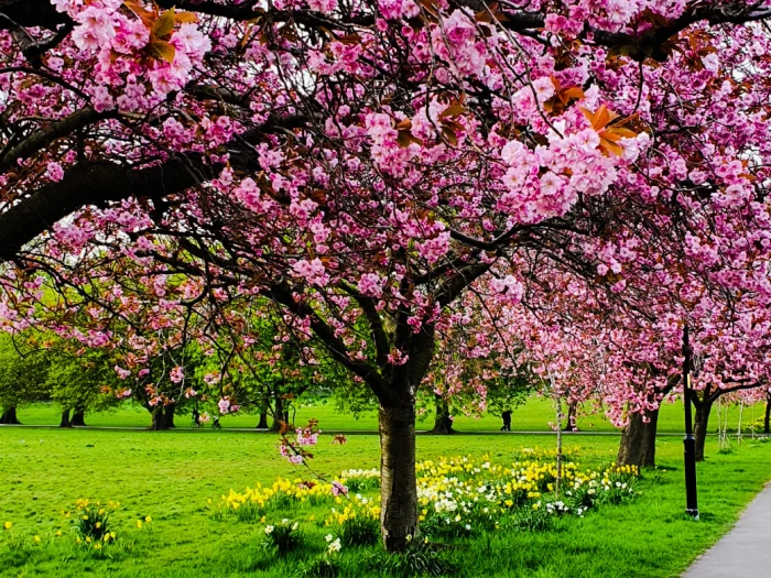 cherry blossom