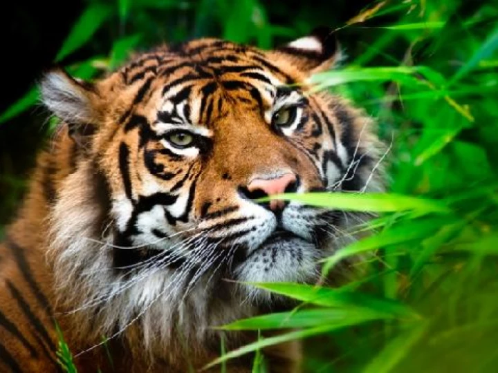 chesterzoo