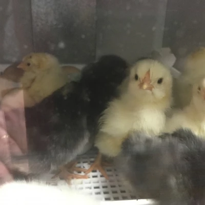 chicks 6