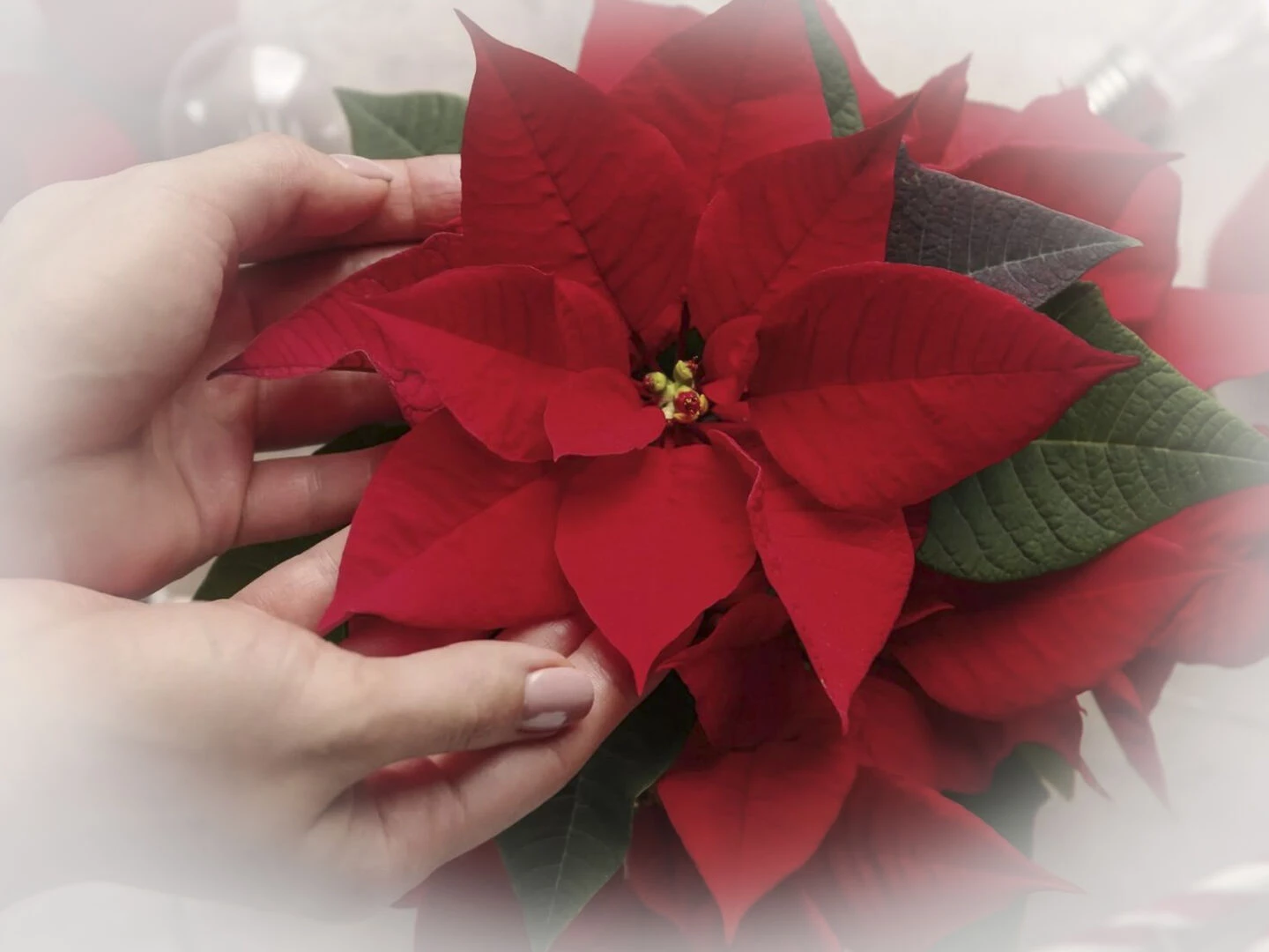 christmas poinsettia c