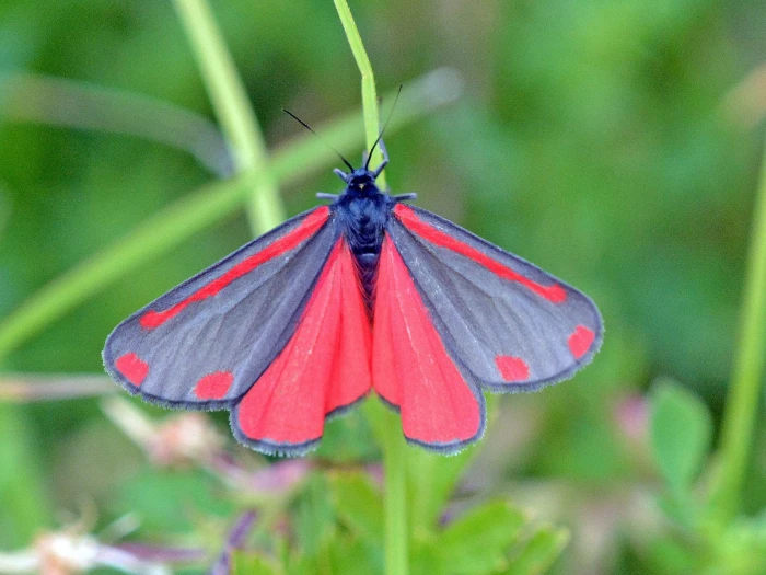 cinnabar moth