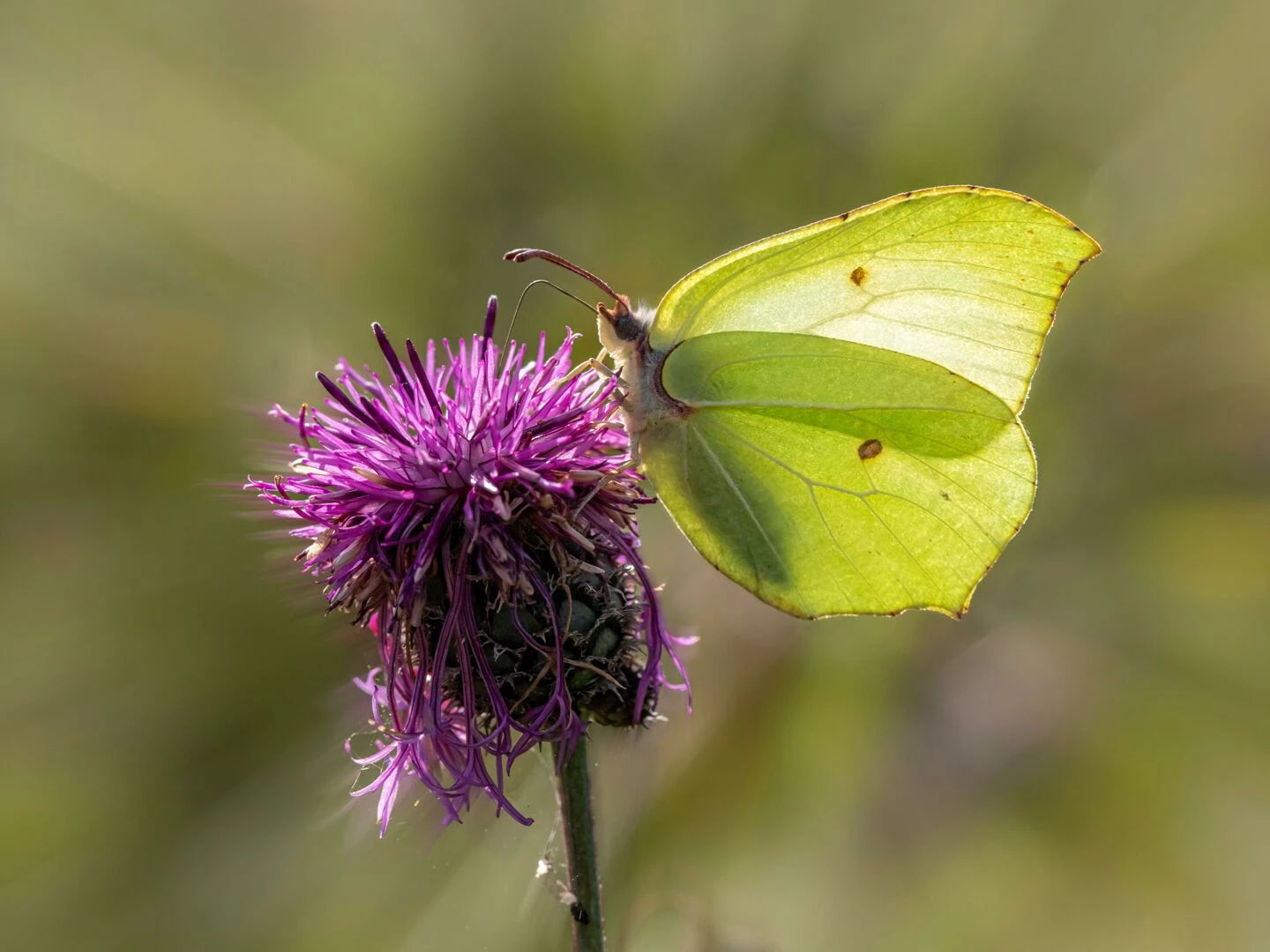 closeup of a brimstone butterfly on a vibrant purple thistle flower in estonia