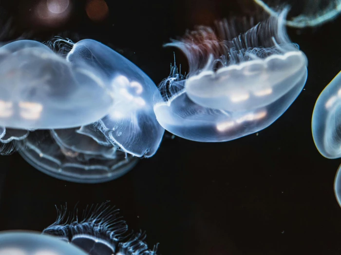 closeup photo of jellyfishes