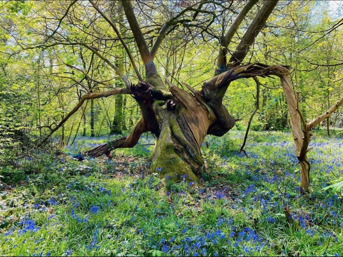 combermere bluebells