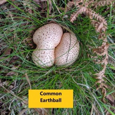 common earthball 3