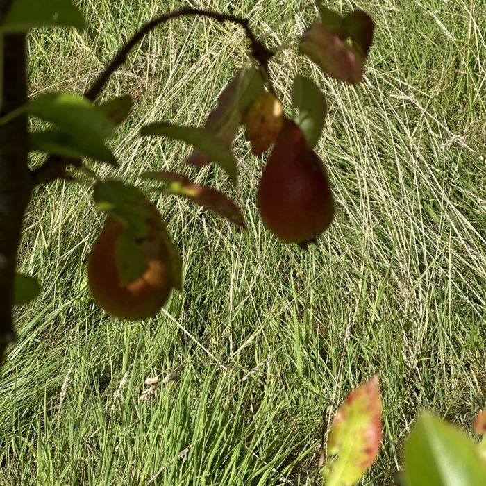 community orchard 02