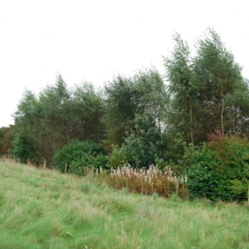 communitytreeplant2