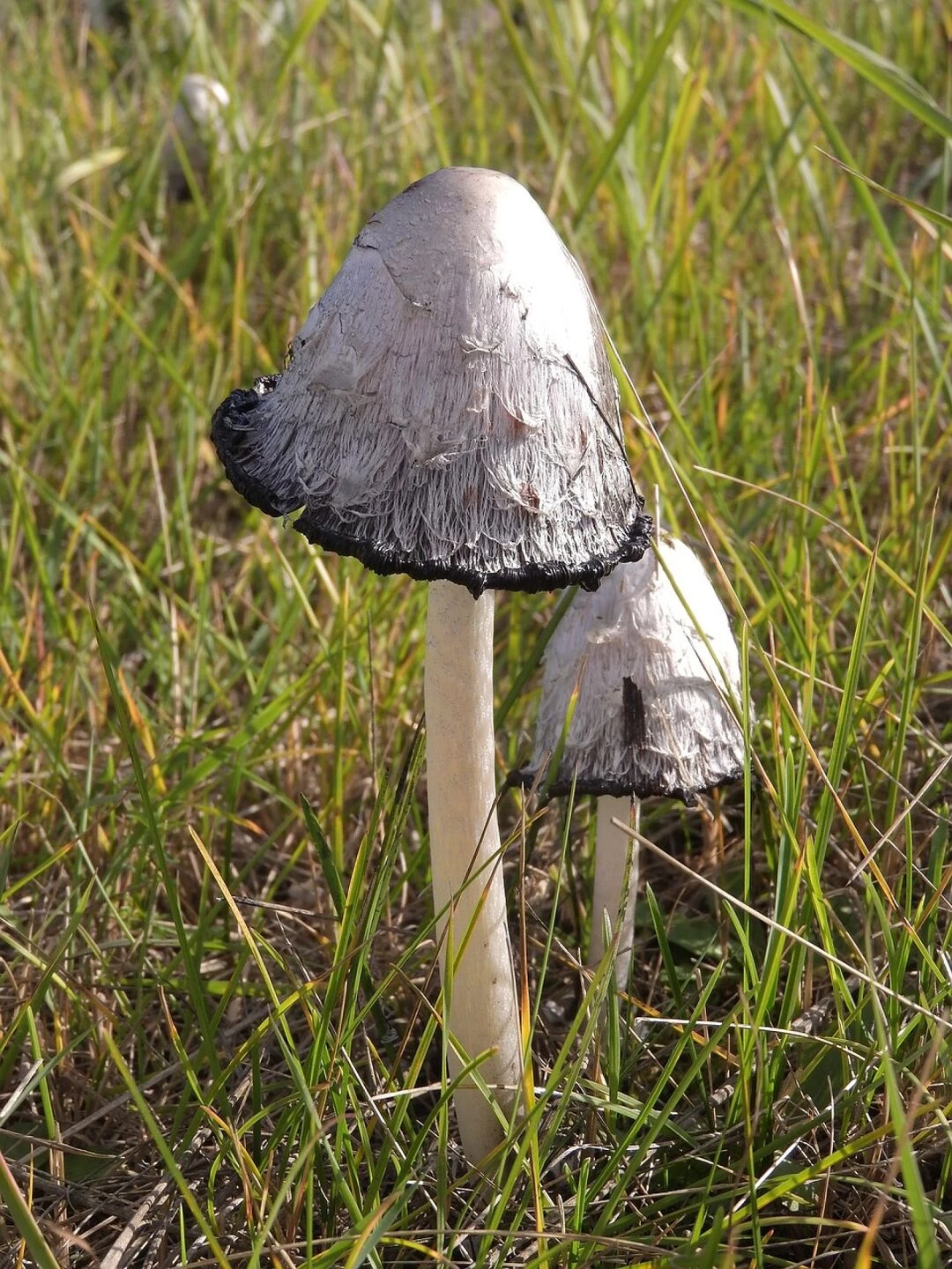 coprinus comatus shaggy mane mushrooms
