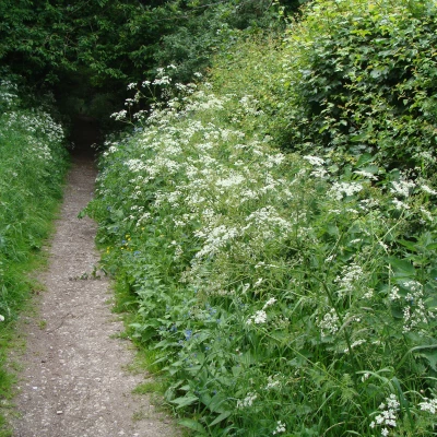 cow parsley