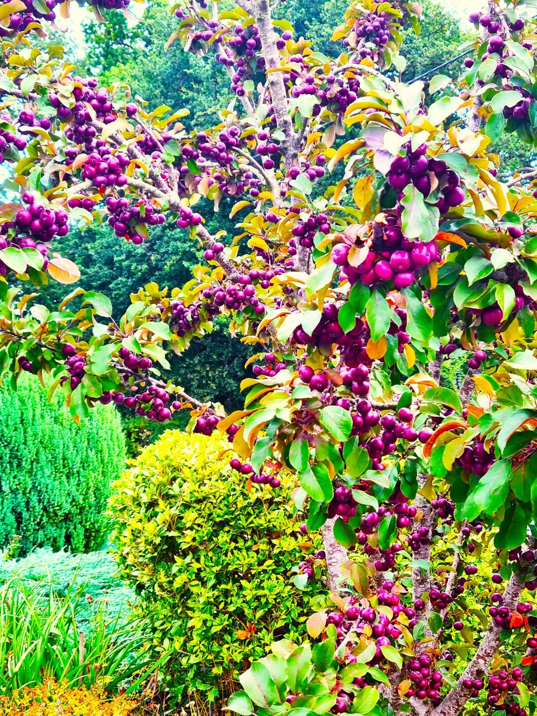 crab apple